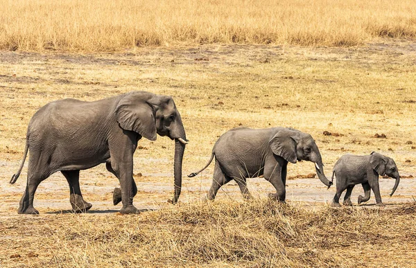 Elefantes Naturaleza Salvaje Vista Diurna — Foto de Stock