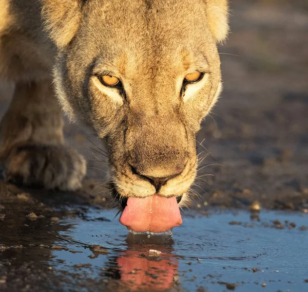 Vahşi doğadaki aslan. Panthera leo. Gündüz görünümü