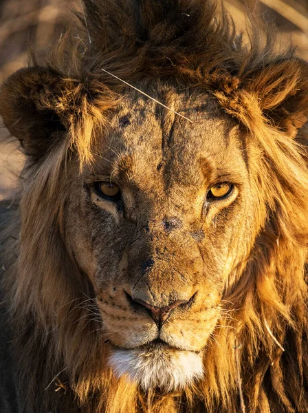 野生生物の美しい雄大なライオン — ストック写真