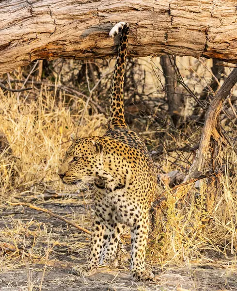 Leopard Divoké Přírodě Denní Pohled — Stock fotografie