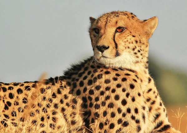 Leopar vahşi doğada, gündüz görüşü