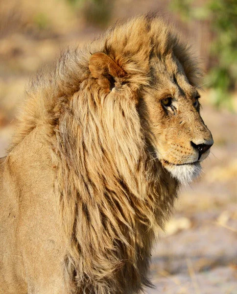 野生动物中美丽的雄狮 — 图库照片