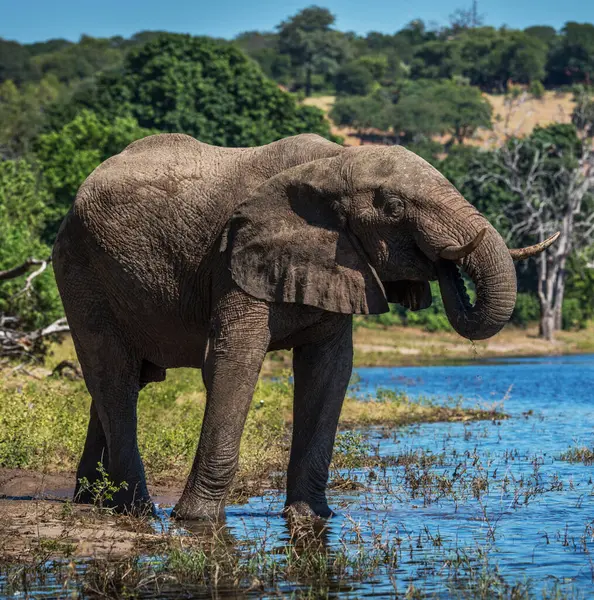 野生的大象 白天的景色 — 图库照片
