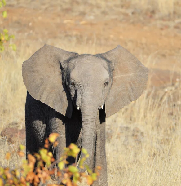 Afrikansk Elefant Vilda Djur Loxodonta Africana — Stockfoto