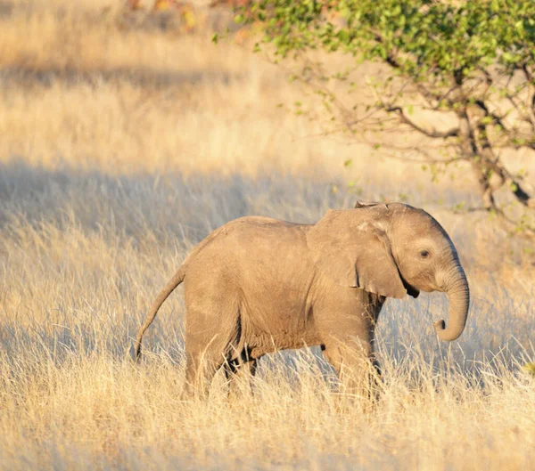 Éléphants Nature Sauvage Vue Jour — Photo