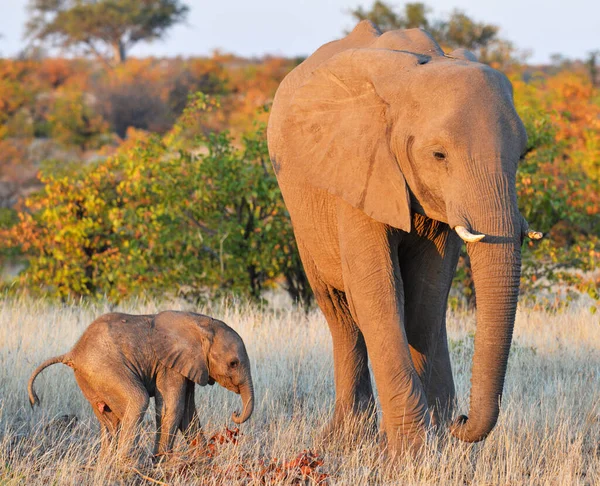 자연에서 코끼리 — 스톡 사진