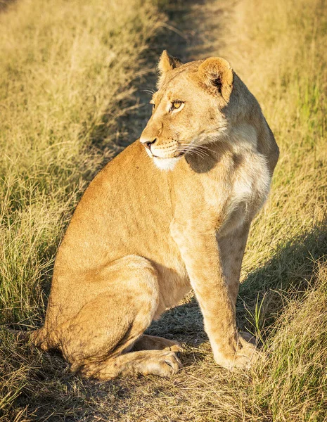 Lew Dzikiej Naturze Panthera Leo Widok Dnia — Zdjęcie stockowe