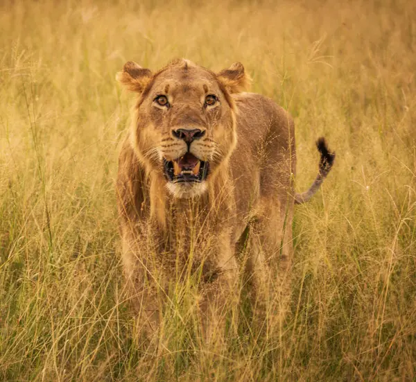 Lion Wild Nature Panthera Leo Daytime View — Stock Photo, Image