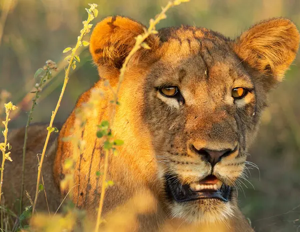 Лев Дикой Природе Panthera Leo Дневной Обзор — стоковое фото