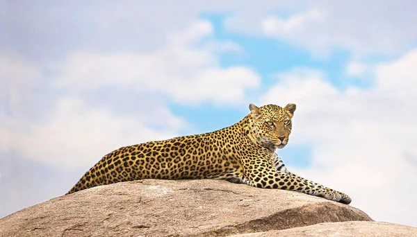 Leopardo Natura Selvaggia Vista Diurna — Foto Stock