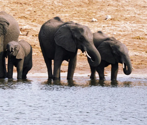 Слони Дикій Природі Вид День — стокове фото