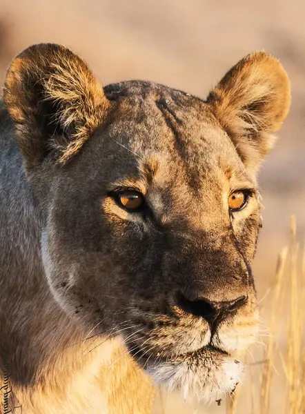 Lev Divoké Přírodě Panthera Leo Zobrazení Dne — Stock fotografie