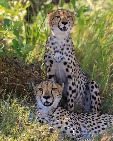 Leopardo Naturaleza Salvaje Vista Diurna — Foto de Stock