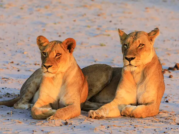 Löwe Wilder Natur Panthera Leo Tagesansicht — Stockfoto