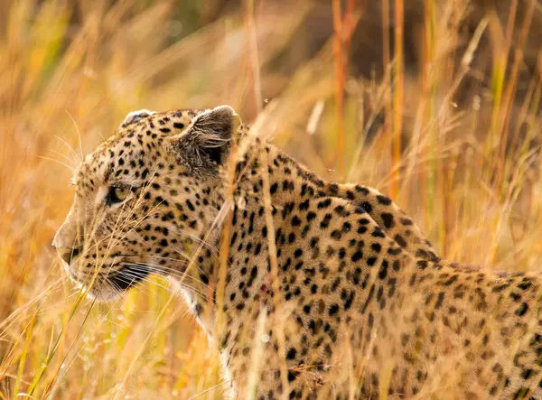 Leopard Divoké Přírodě Denní Pohled — Stock fotografie