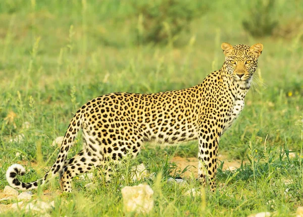 Leopardo Natura Selvaggia Vista Diurna — Foto Stock