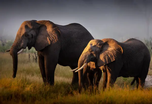 Elephants Wild Nature Daytime View — Stock Photo, Image