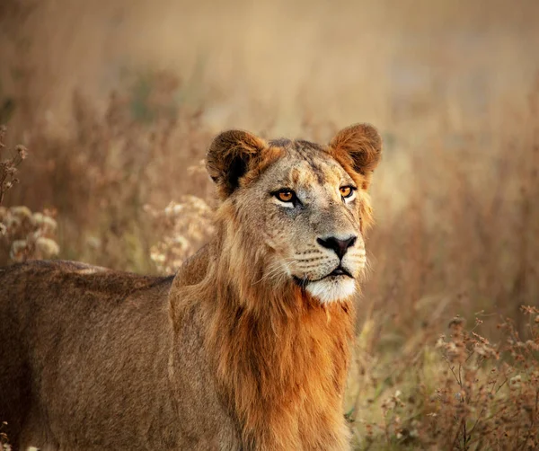 Leone Alla Natura Selvaggia Panthera Leo Vista Diurna — Foto Stock