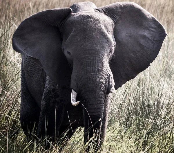 동물의 아프리카 코끼리 Loxodonta 아프리카 — 스톡 사진