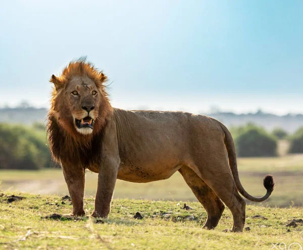 Belo Leão Majestoso Vida Selvagem — Fotografia de Stock