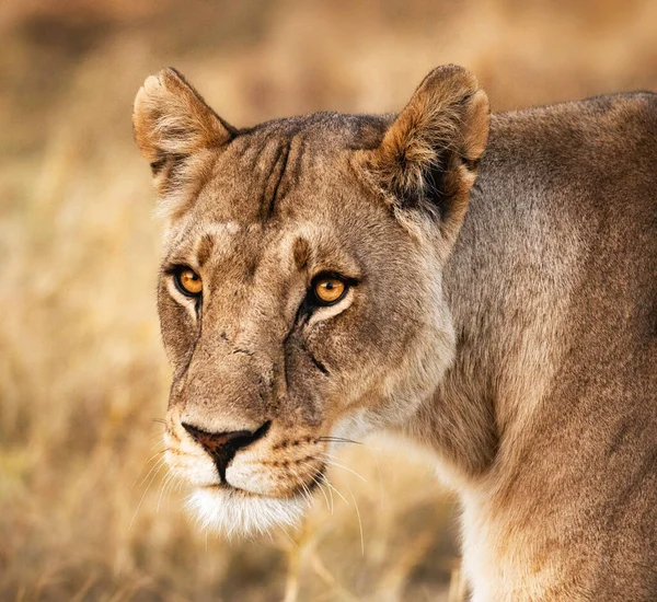 Leeuw Wilde Natuur Panthera Leo Uitzicht Overdag — Stockfoto