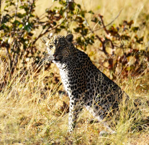 Leopardo Natureza Selvagem Visão Diurna — Fotografia de Stock