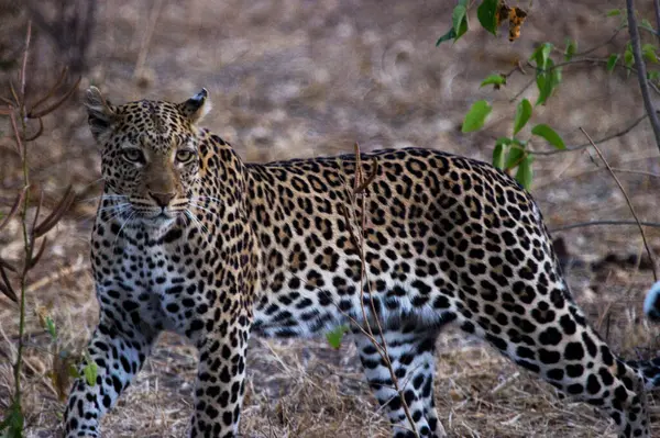 Leopard Στην Άγρια Φύση Θέα Την Ημέρα — Φωτογραφία Αρχείου