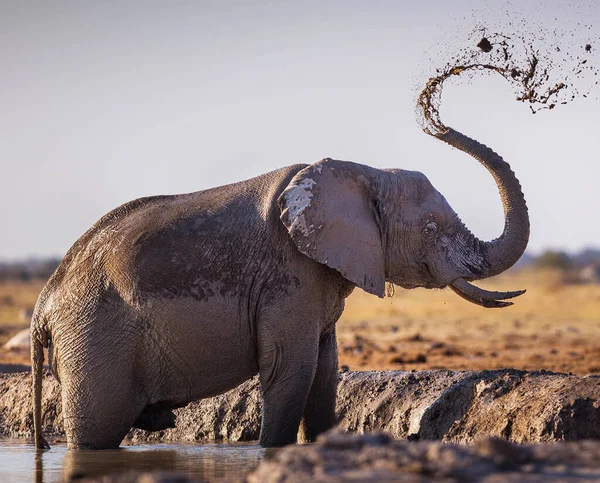 Elefante Africano Vida Selvagem Loxodonta Africana — Fotografia de Stock