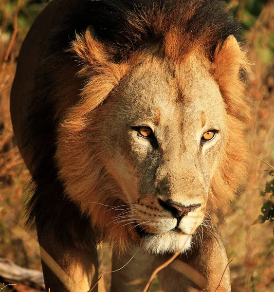 Όμορφο Μεγαλοπρεπές Λιοντάρι Στην Άγρια Ζωή — Φωτογραφία Αρχείου