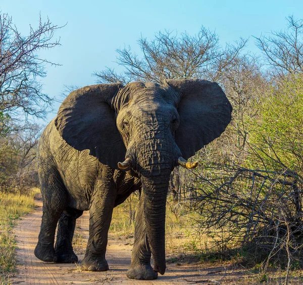 Elefante Africano Vida Silvestre Loxodonta Africana —  Fotos de Stock