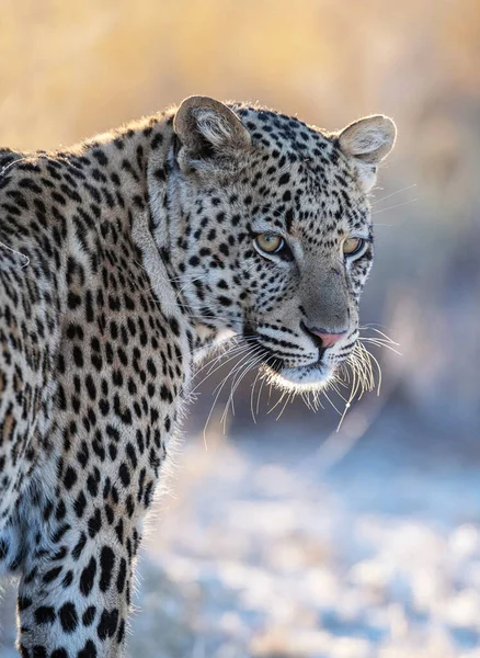 Leopard Vild Natur Dagtid Utsikt — Stockfoto