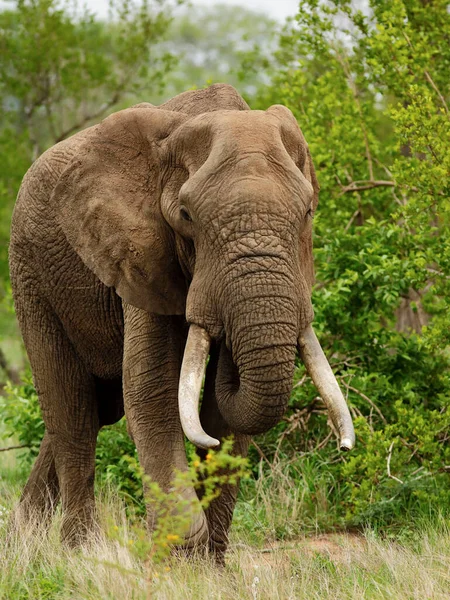 African Elephant Wildlife Loxodonta Africana — Stock Photo, Image
