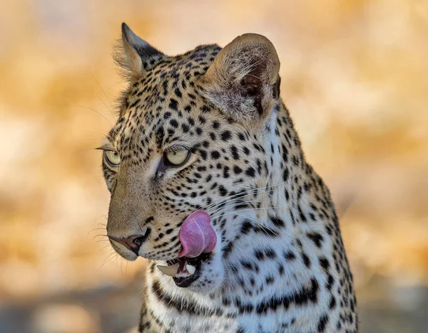 Leopardo Natureza Selvagem Visão Diurna — Fotografia de Stock