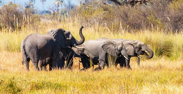 Elefanti Nella Natura Selvaggia Vista Diurna — Foto Stock