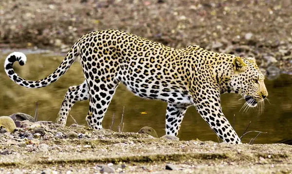 Leopard Alam Liar Siang Hari Melihat — Stok Foto