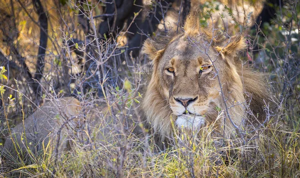 Όμορφο Μεγαλοπρεπές Λιοντάρι Στην Άγρια Ζωή — Φωτογραφία Αρχείου