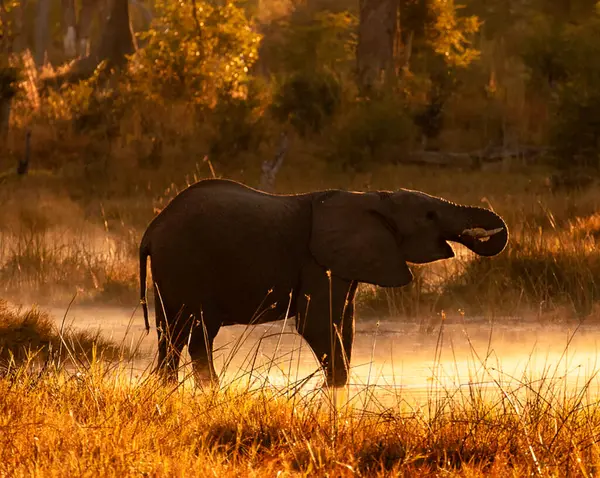 野生的大象 白天的景色 — 图库照片