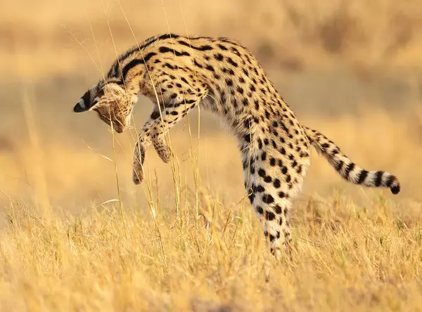 Cheetah Hunting Wild Nature Background — Stock Photo, Image