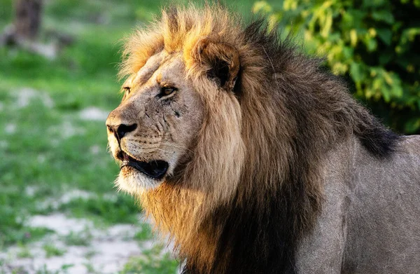 Hermoso León Majestuoso Vida Silvestre — Foto de Stock