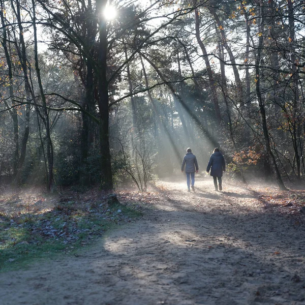 Dos Mujeres Caminan Bosque Otoño Cerca Puerta Utrechtse Heuvelrug Los —  Fotos de Stock
