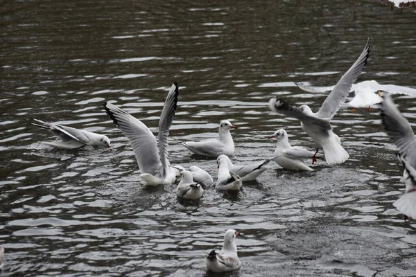 Смеющиеся Чайки Плавают Озере Поедая Хлеб — стоковое фото