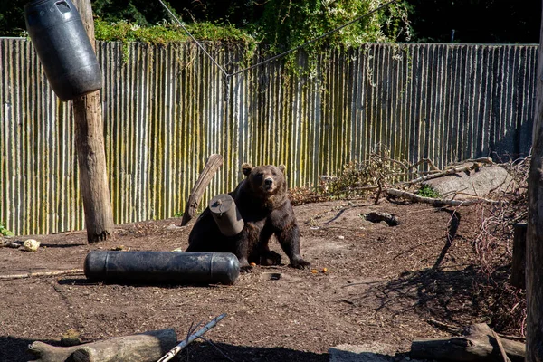 Braunbär Kopenhagener Zoo — Stockfoto