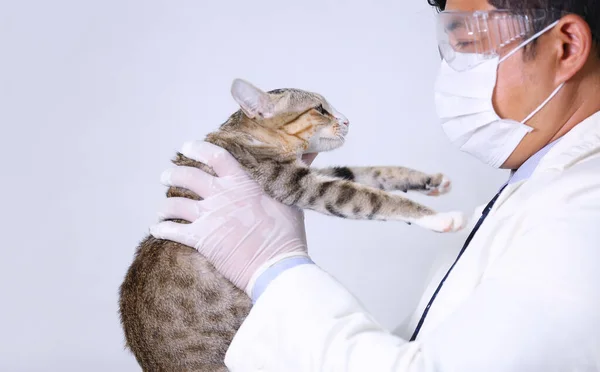 Doktor Kediyi Tutuyor Kedilere Aşı Ilacı Enjekte Ediyor — Stok fotoğraf