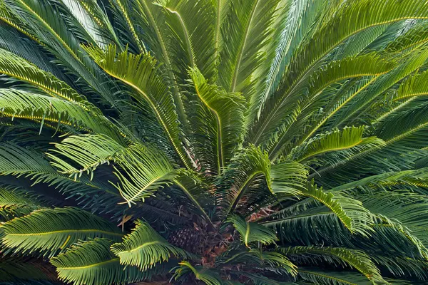 Sago Palm Leaves Female Cone — Stock Photo, Image