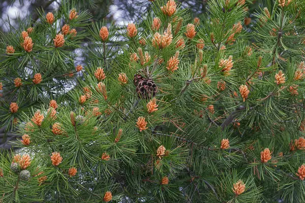 Pine Cone Tree Nature Background — Stock Photo, Image