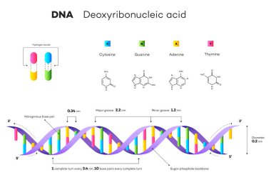 DNA 'nın moleküler yapısı. Infographic Eğitici İllüstrasyon