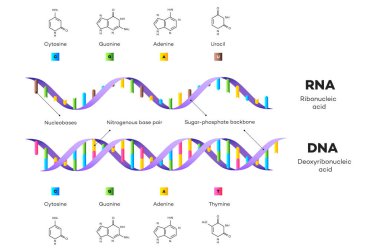 DNA ve RNA 'nın moleküler yapısı. Infographic Eğitici İllüstrasyon