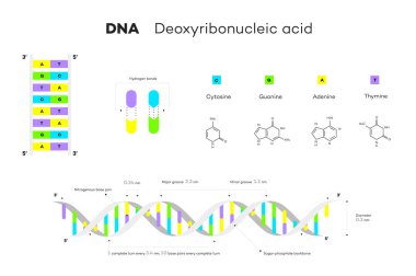 DNA 'nın moleküler yapısı. Infographic Eğitici İllüstrasyon