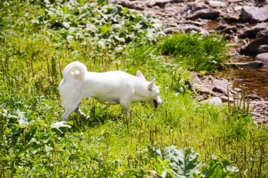 jack russel açık hava görüntüsü