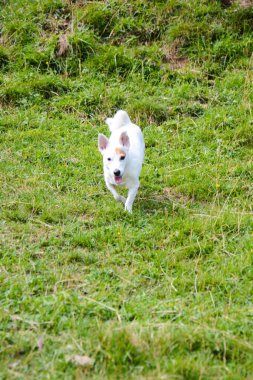 Yeşil çimlerin üzerinde şirin beyaz köpek. Jack Russell Teriyeri